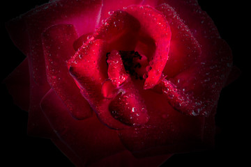 Macro of isolated red rose