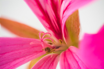 Macro of pistils of a small pink geranium