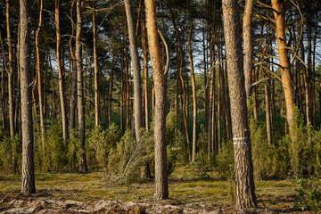 Green landscape of beautiful summer  forest at sunrise