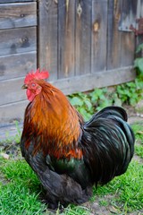  Nicely colored Cochin bantam rooster before his shed.