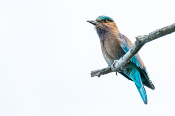 Colorful Indian Roller perching on a perch isolated on white background