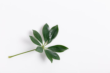 Tropical green leaf frame on white background