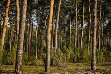 Green landscape of beautiful summer  forest at sunrise