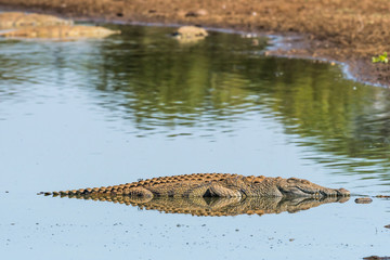 Nile crocodile, with reflection, in a river