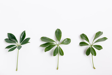 Tropical green leaf frame on white background