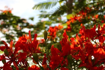 The beauty of red flowers reflects the golden yellow color in the evening, the peacock tail