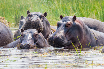 Flusspferde tauchen aus dem Wasser auf und schauen neugierig, Botswana, Okavango Delta