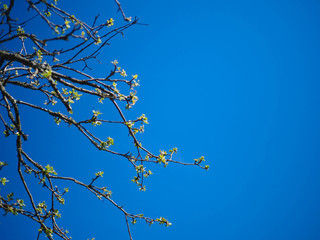 branches of tree against the sky.