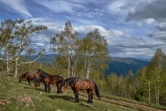 A group of horses on the mountains Stolovi in ​​central Serbia. A few yards from me eat grass. Photo created this spring on a family trip.