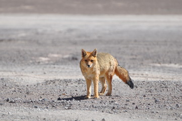 Lonely wild fox in desert around Salar de Uyuni in Bolivia.