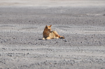 Lonely wild fox in desert around Salar de Uyuni in Bolivia.