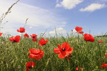 poppy blossoms in a grain field