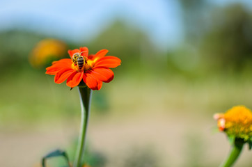 Humblee-bee sitting on a red Dahlia flower