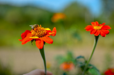 Humblee-bee sitting on a red Dahlia flower