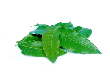 Neem leaves are used in agriculture to help eliminate insects.(with Clipping Path).