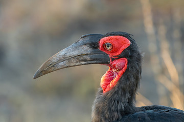 Close-up of a southern ground hornbill
