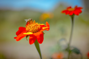 Humblee-bee sitting on a red Dahlia flower