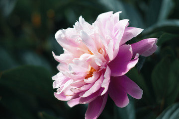 Fototapeta premium blooming peonies in the garden