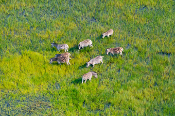 eine Herde Zebras grast im seichten Wasser des Okavango Deltas, Botswana, Luftbild