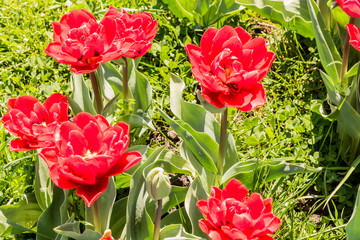 Beautiful colorful tulips in the garden. Netherlands.