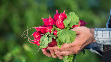 Side view of A man holds in his hands the navel of ripe radishes