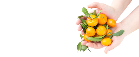 Healthy food concept. Mandarines tangerines with leaves in female hands isolated on white background. Free space.