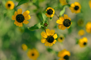 Rudbeckia Hirta L. Toto, Black-Eyed Susan flowers of the Asteraceae family