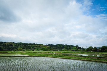Rice field in Ichikawa City, Chiba, Japan