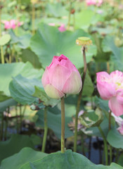 Lotus buds in a lotus pond nature
