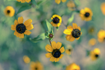 Rudbeckia Hirta L. Toto, Black-Eyed Susan flowers of the Asteraceae family