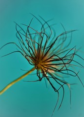 seedhead on blue background