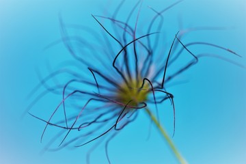 Seedhead close up on blue background