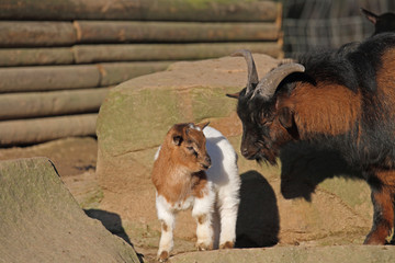 Ziegen-Nachwuchs