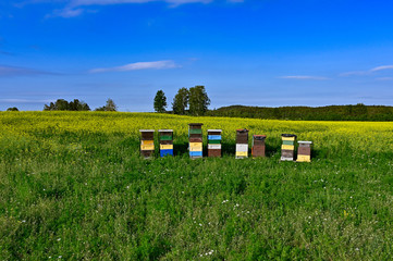 beehives standing in a field with yellow flowers