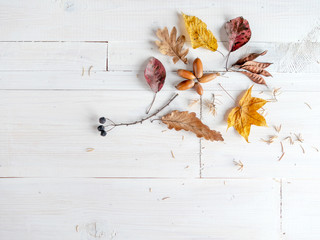 Autumn dried leaves of oak, maple, poplar, acorns, berries - composition on a white wooden...