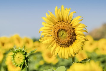Close-up Sunflower blossom on tree with green leaves and blue sky background in Ban Hua Dong, Lopburi, Thailand.