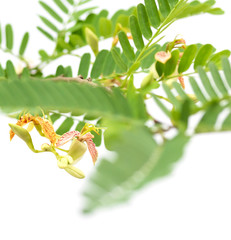 Beautiful Tamarind flower and leaves on white background
