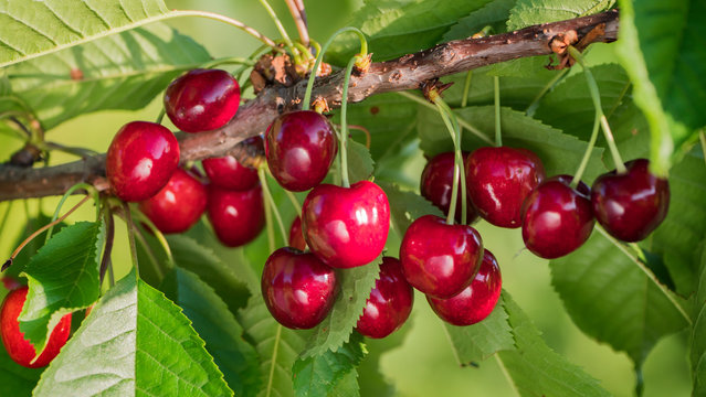 A branch with juicy berries of red sweet cherry