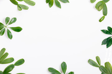 Fototapeta premium Tropical green leaf frame on white background