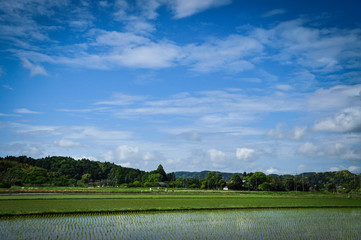 Rice field in Ichikawa City, Chiba, Japan