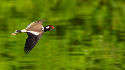 Red-Wattled Lapwing in flight above water surface