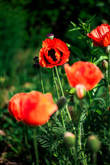 Beautiful poppies with a green background