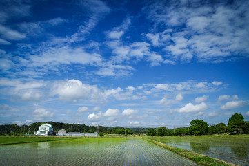 Rice field in Ichikawa City, Chiba, Japan