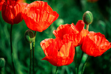 Obraz premium Beautiful poppies with a green background