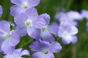 Linum is blooming ina meadow, close up