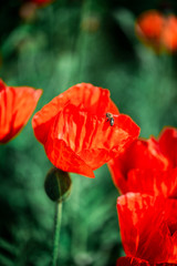 Beautiful poppies with a green background