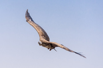 The griffon vulture (Gyps fulvus)  flying above green trees soars with its huge wingspan on a blue sky.