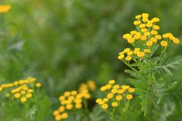 Yellow tansy flowers in a meadow, close up
