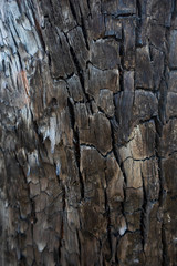 Texture of bark of a burned tree. Coal and carbon.