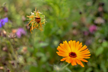 Orange calendula flowers blooming, marigold flowers at garden